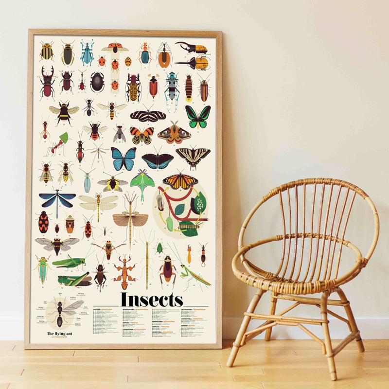 Discovery Posters - INSECTS